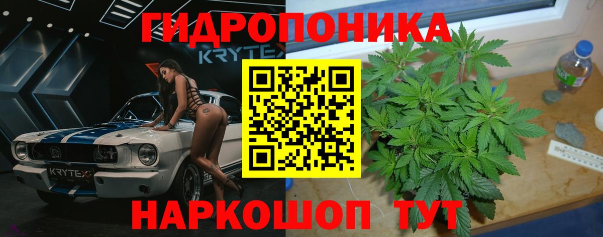 Каннабис индика Калининград